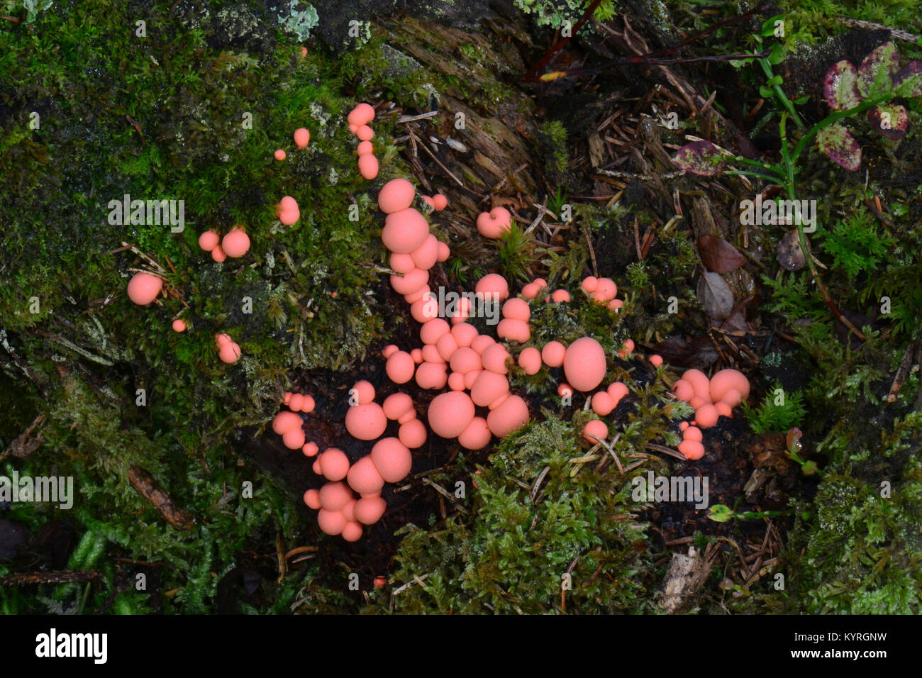 Wolfs milk, groening`s slime (Lycogala epidendrum)  on the forest floor Stock Photo